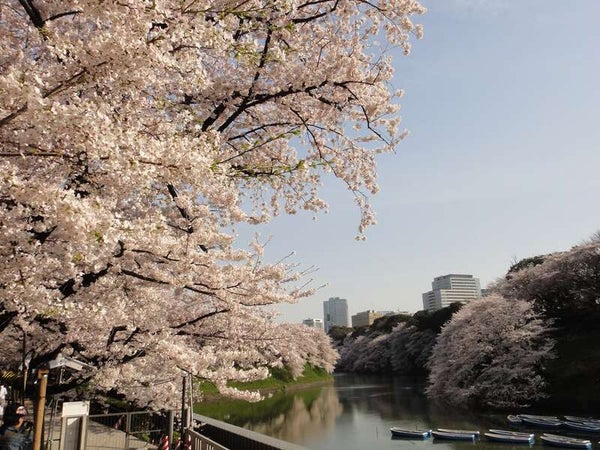 【群馬県内発】 都内ホテルランチビュッフェと ゆったり東京・桜名所めぐり 日帰り1